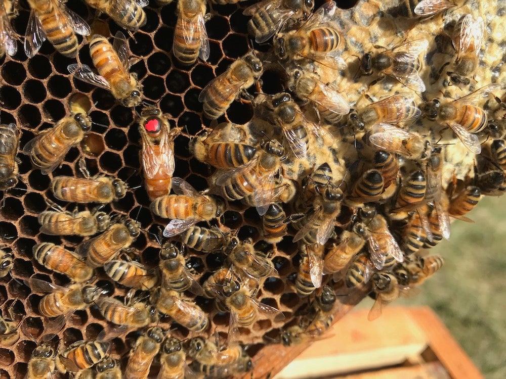 6-queen_bee_local_beekeeper_beebaltic_1024x1024